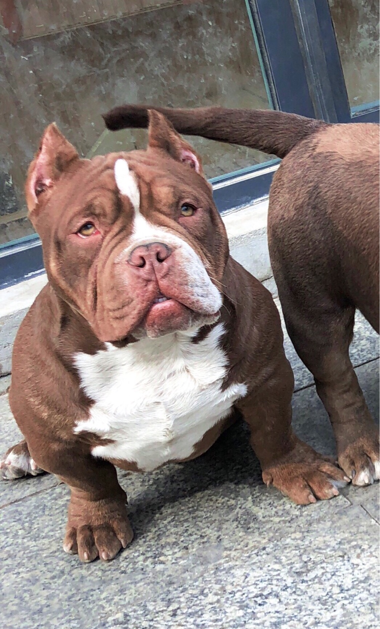 红魔直子们 - 恶霸犬交易 - 猛犬俱乐部-中国具有影响力的猛犬网站