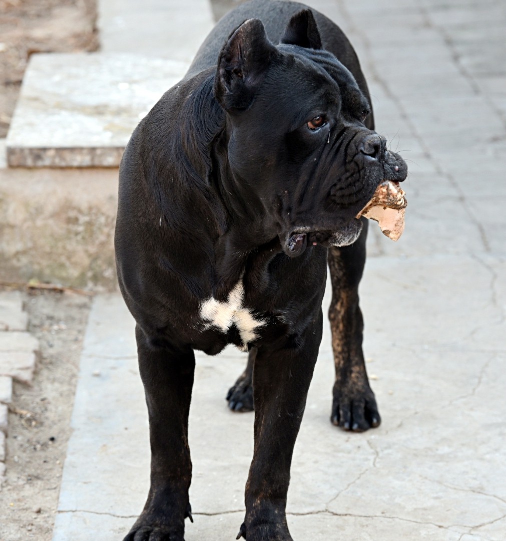 出售一岁的黑公