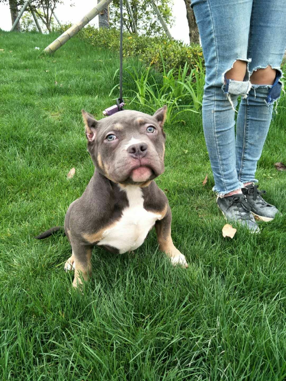 恶霸犬交易 - 猛犬俱乐部-中国具有影响力的猛