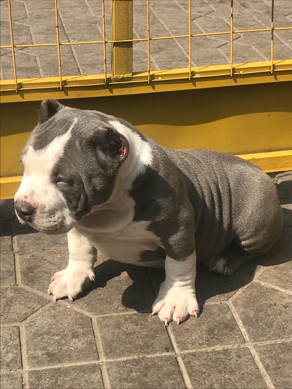 三个月小公恶霸