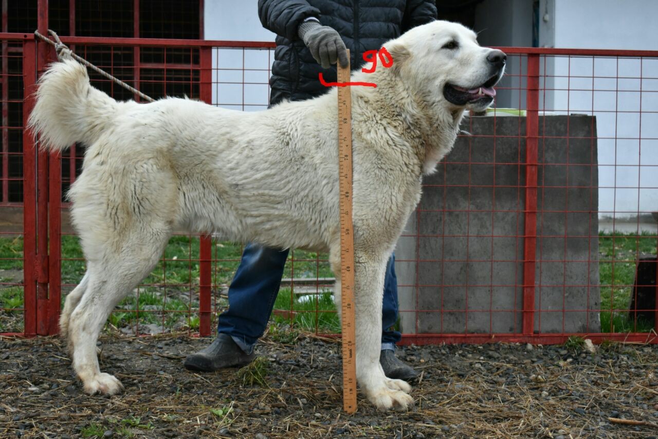16个月高狼公,90高88公斤