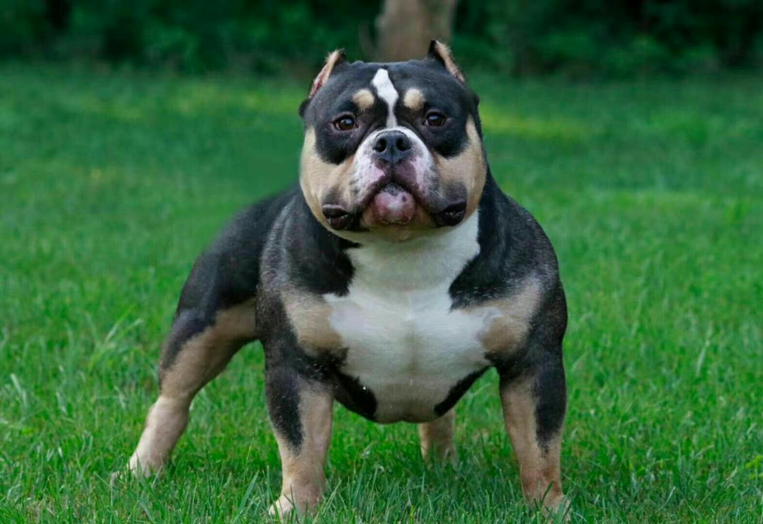 牛逼小恶霸公 - 恶霸犬交易 - 猛犬俱乐部-中国具有影响力的猛犬网站