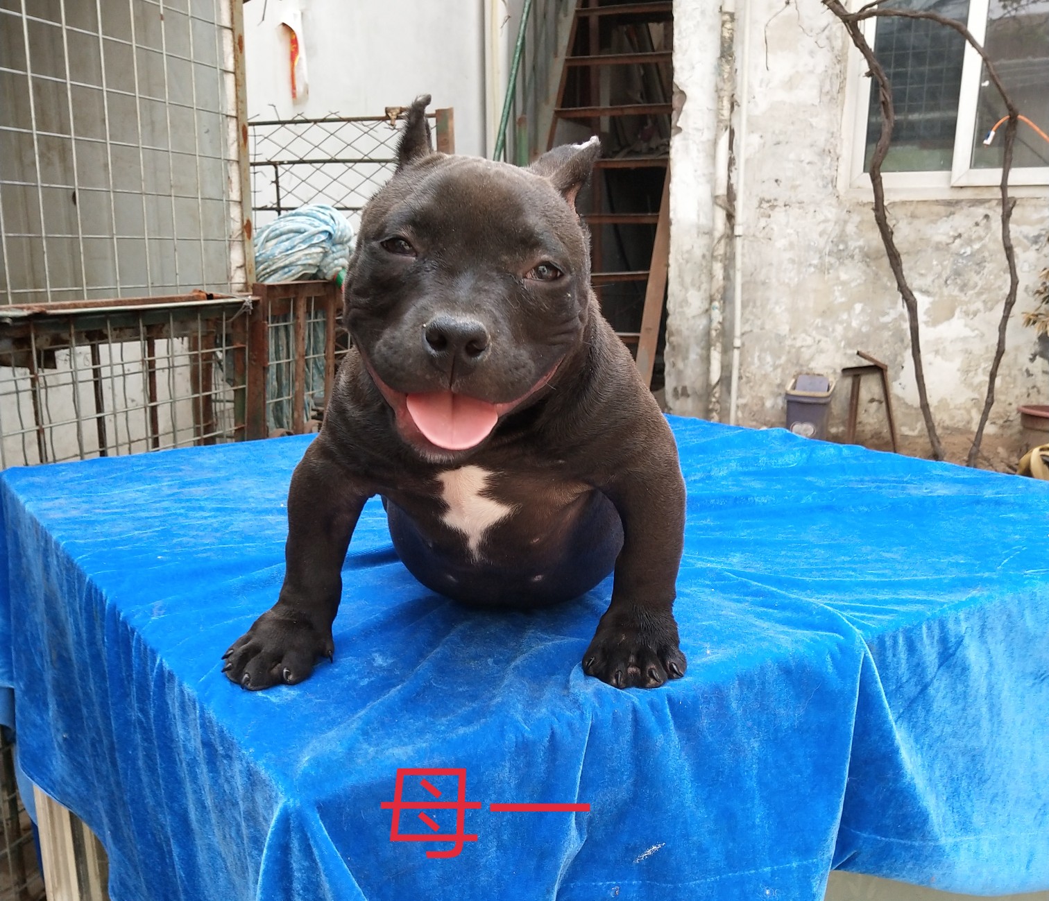 出售恶霸幼犬 - 恶霸犬交易 - 猛犬俱乐部-中国具有