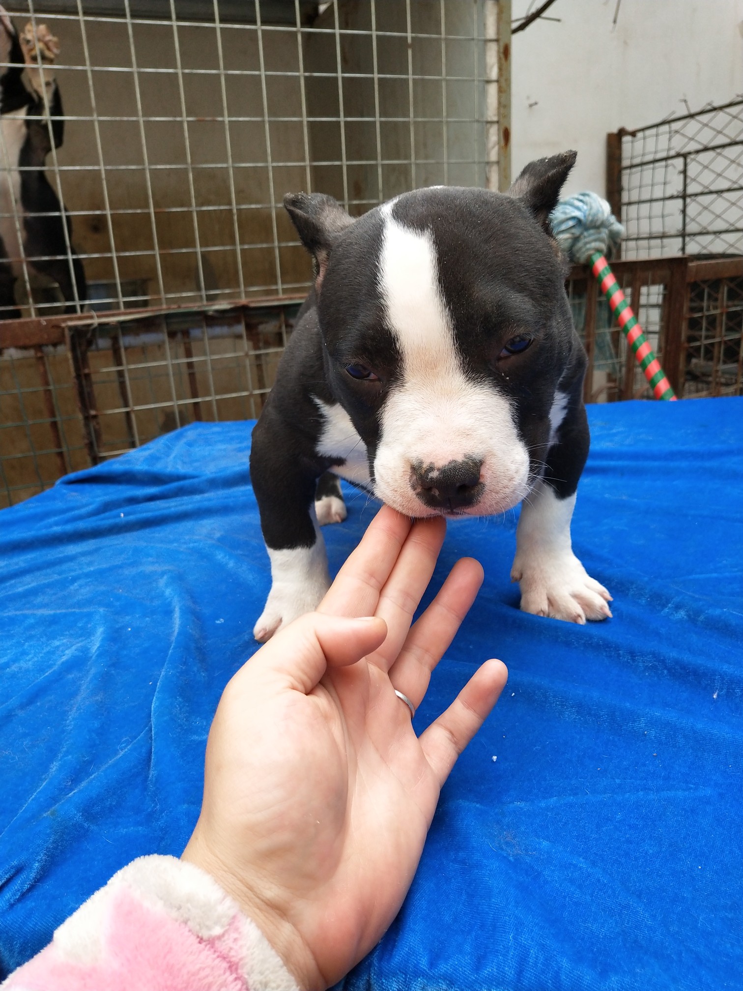 出售恶霸幼犬 - 恶霸犬交易 - 猛犬俱乐部-中国具有