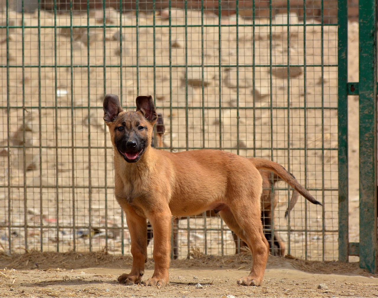 荷兰皇家警用犬幼犬出售 - 马犬交易 - 猛犬俱乐部-中国具有影响力的