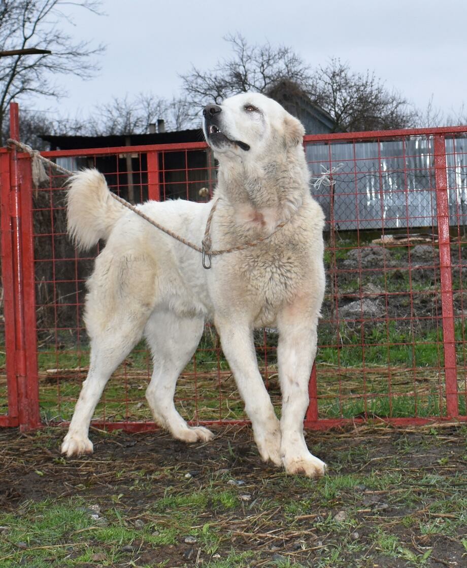 1年4个月高狼公,90高,85公斤