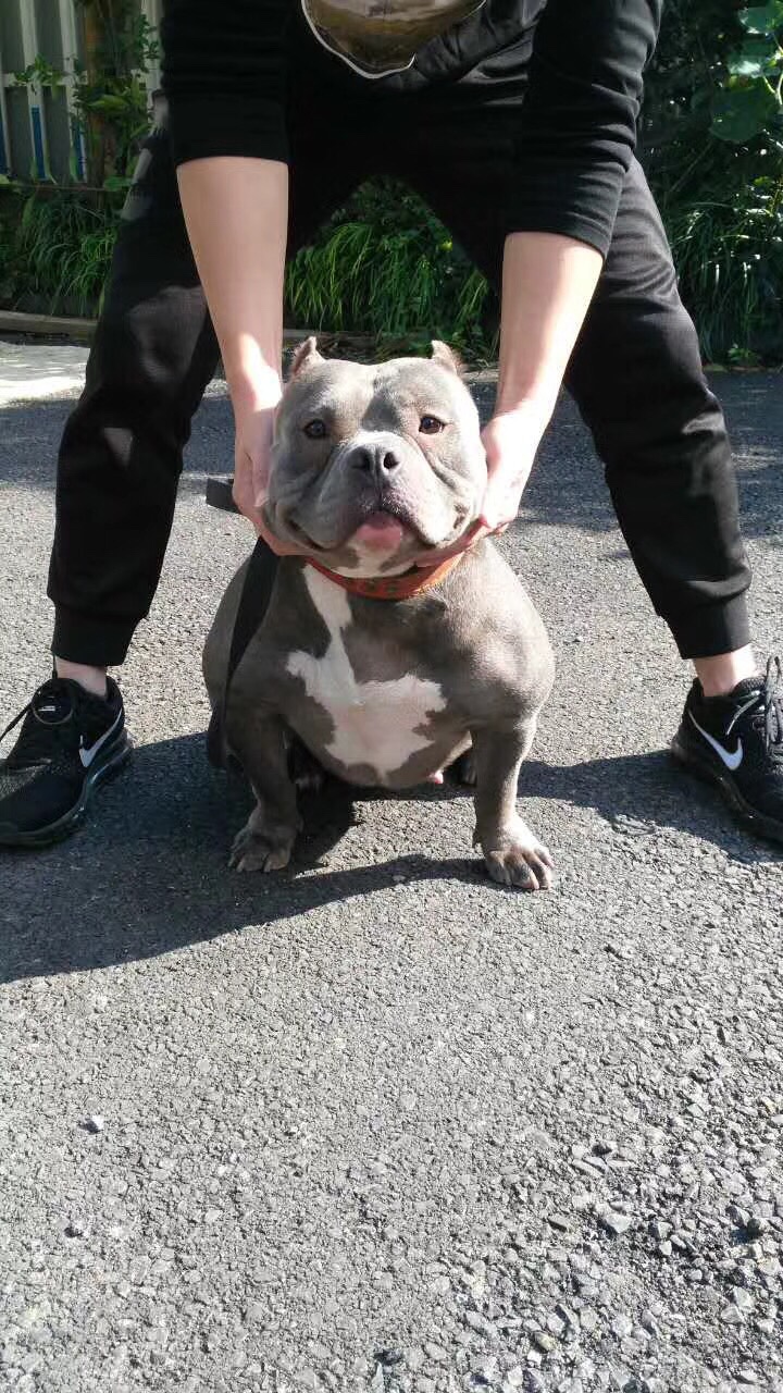 高品质微体恶霸小狗一窝 - 恶霸犬交易 - 猛犬俱乐