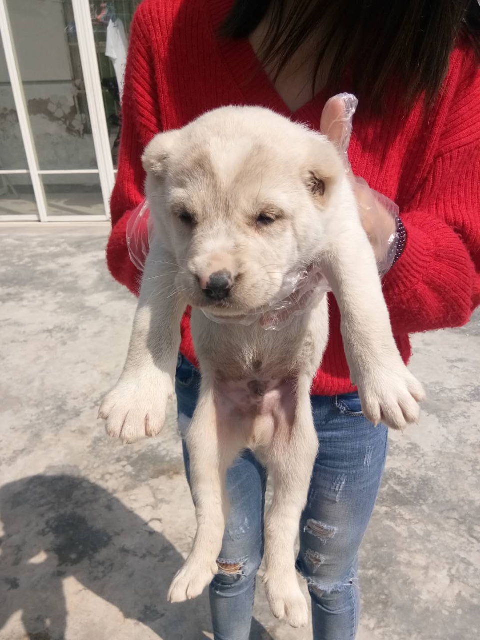 出售中亚牧羊犬