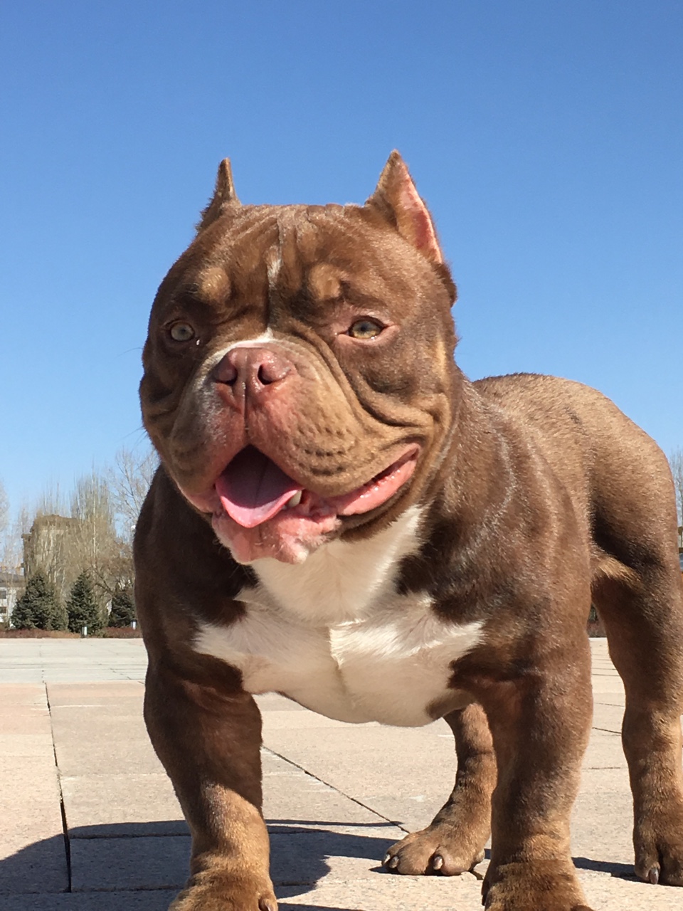 未来种公:红魔回血的儿子