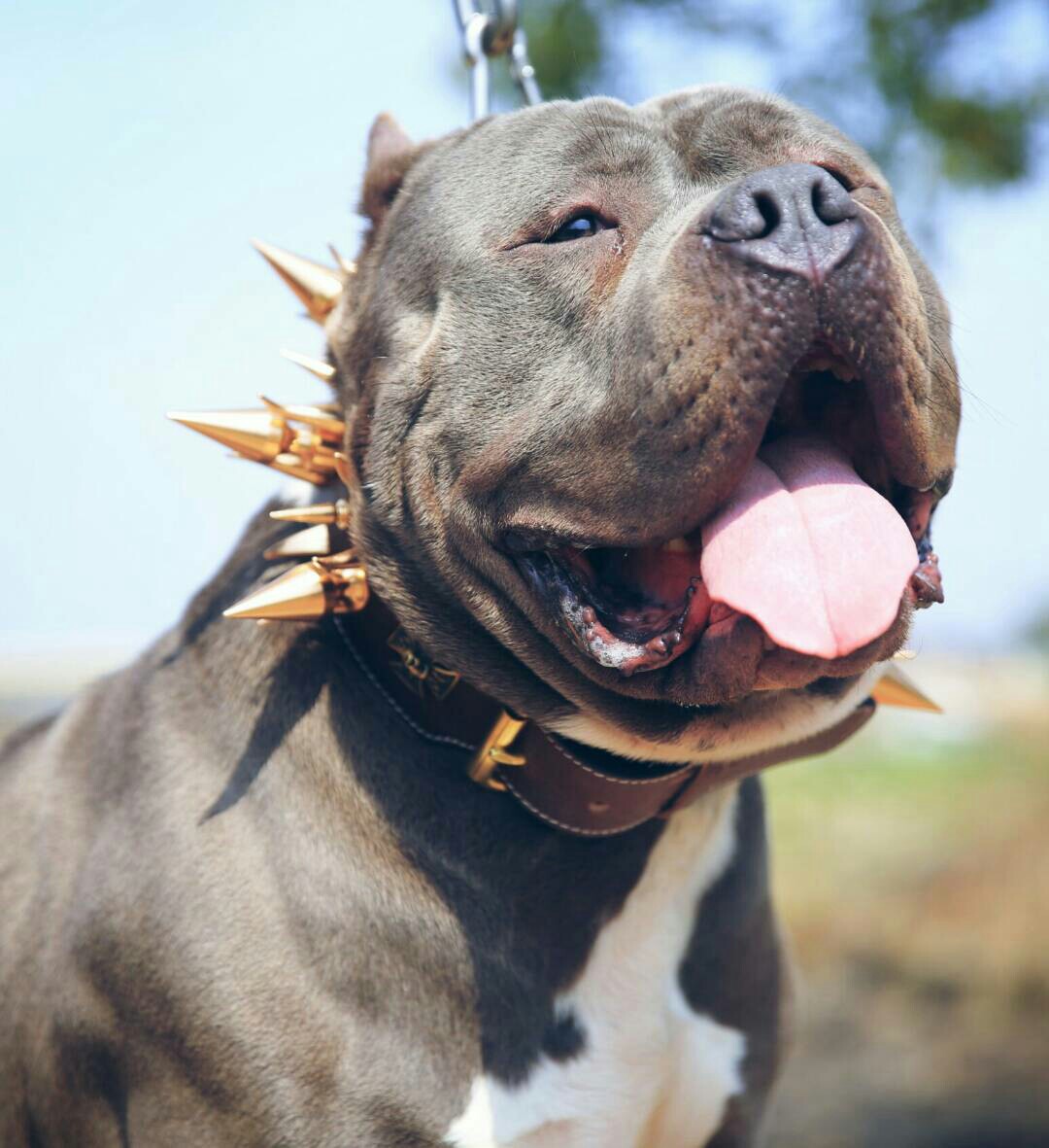 恶霸犬交易 - 猛犬俱乐部-中国具有影响力的猛犬网站 - powered by