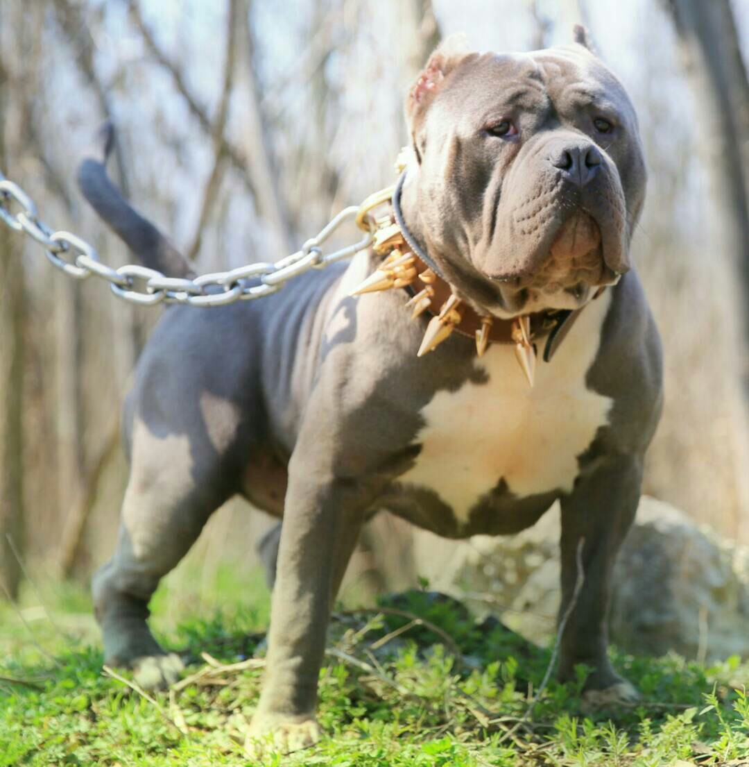 恶霸犬交易 - 猛犬俱乐部-中国具有影响力的猛