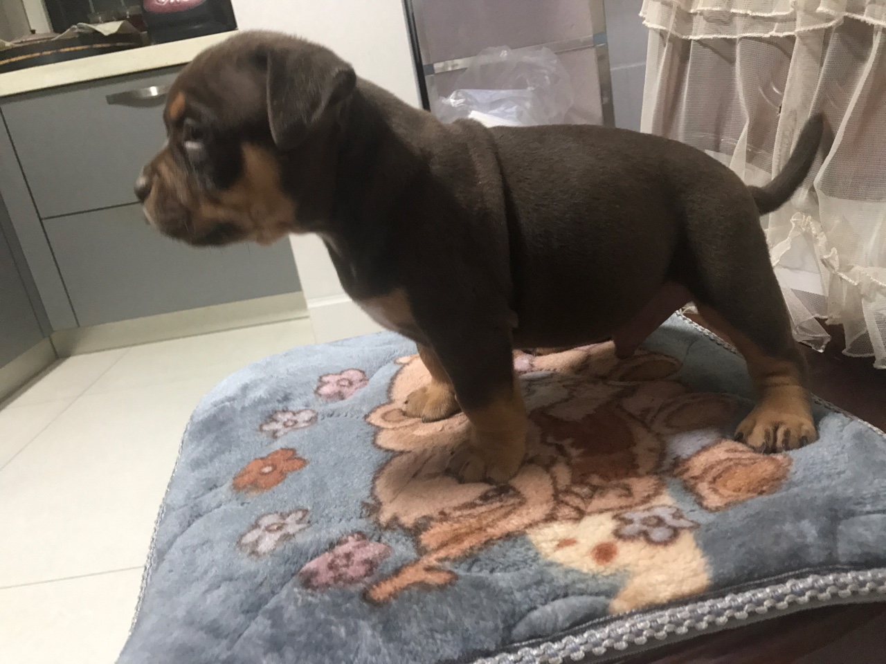 红魔儿子 哈里后代 红三色 小恶霸 出售