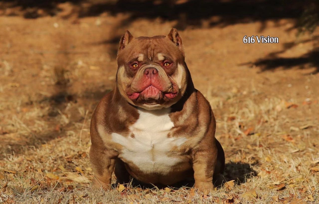 红魔儿子 哈里后代 红三色 小恶霸 出售