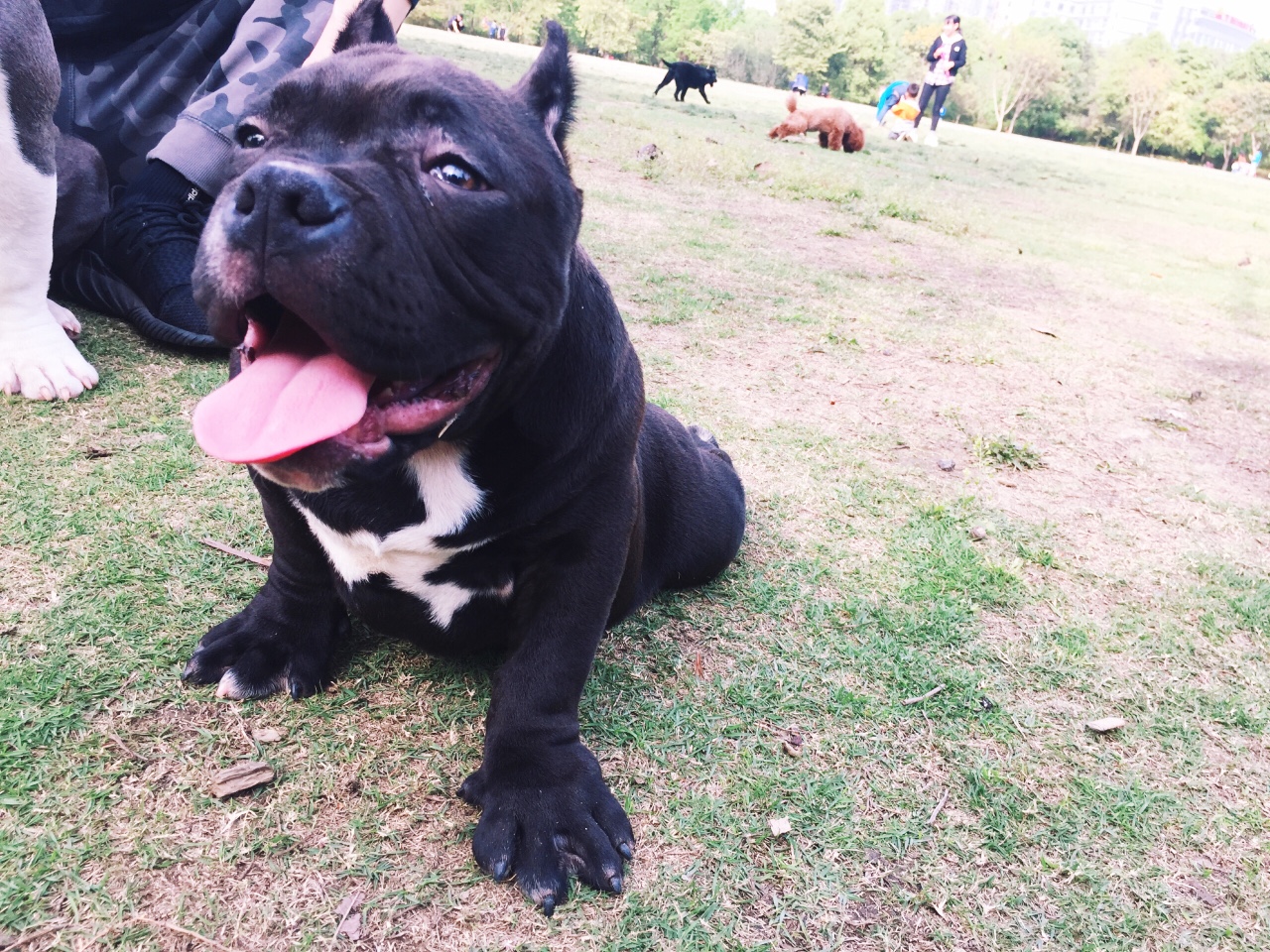 4个月恶霸小黑公 精品口袋体 家养转卖!