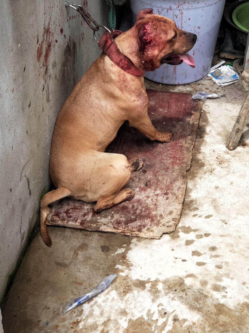 立耳朵比特 修耳前后对比 还是修了好看★ - 比特犬 - 猛犬俱乐部