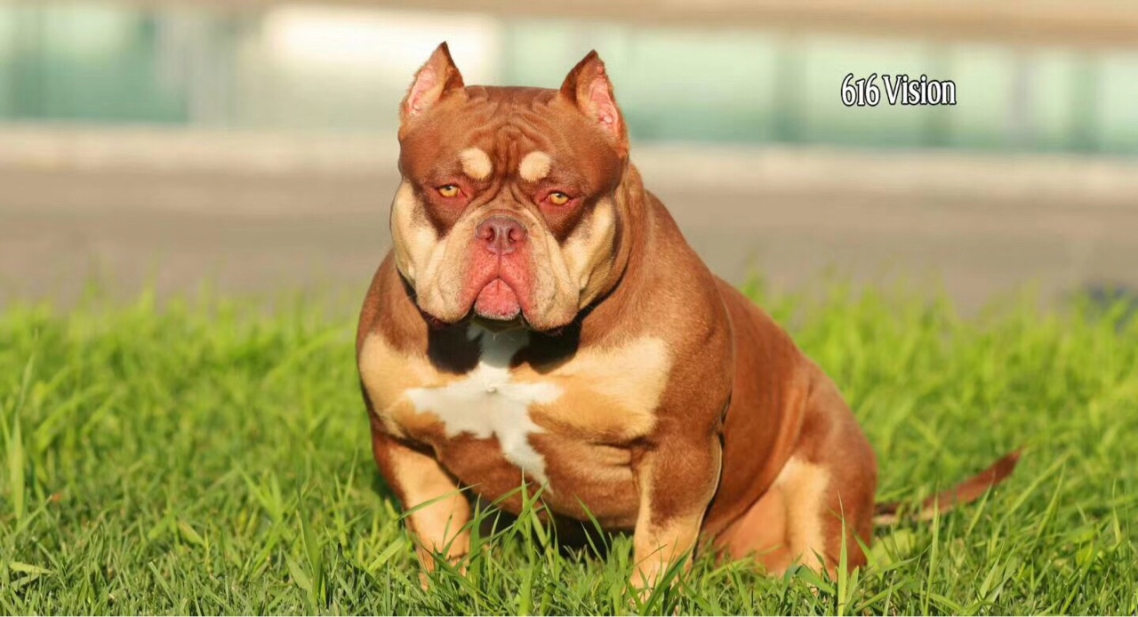 红魔搭配琥珀,最精品的一窝红三色军团,呈现给大家,名门恶霸犬舍出品.