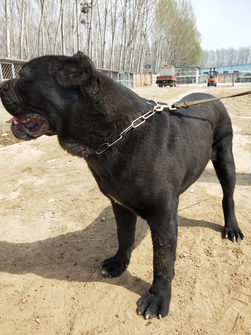 卡斯罗公狗,想换一只杜高,有喜欢的可以进来看看 - 杜高犬交易 - 猛犬