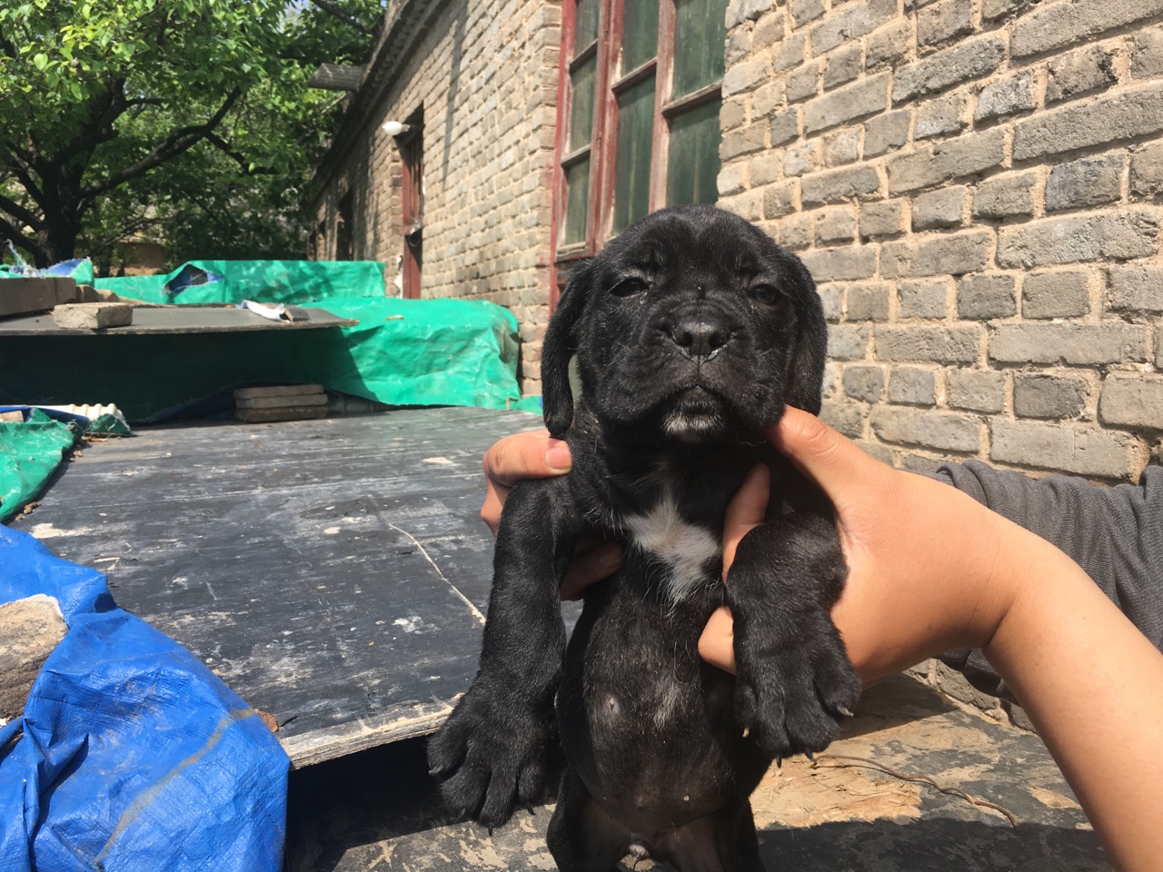 一窝小卡斯罗双血带纸