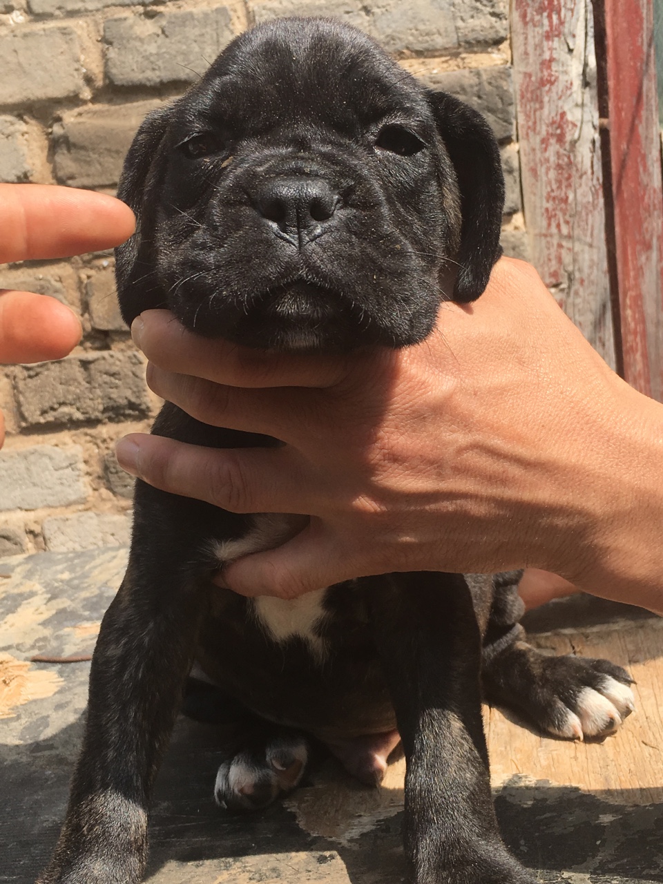 一窝小卡斯罗双血带纸 - 卡斯罗交易 - 猛犬俱乐部-中国具有影响力的