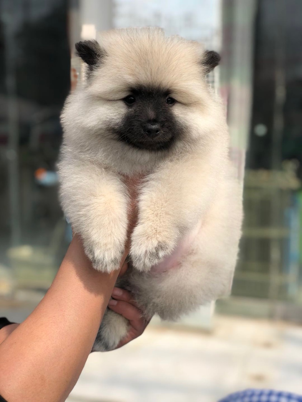 稀有荷兰毛狮犬三母