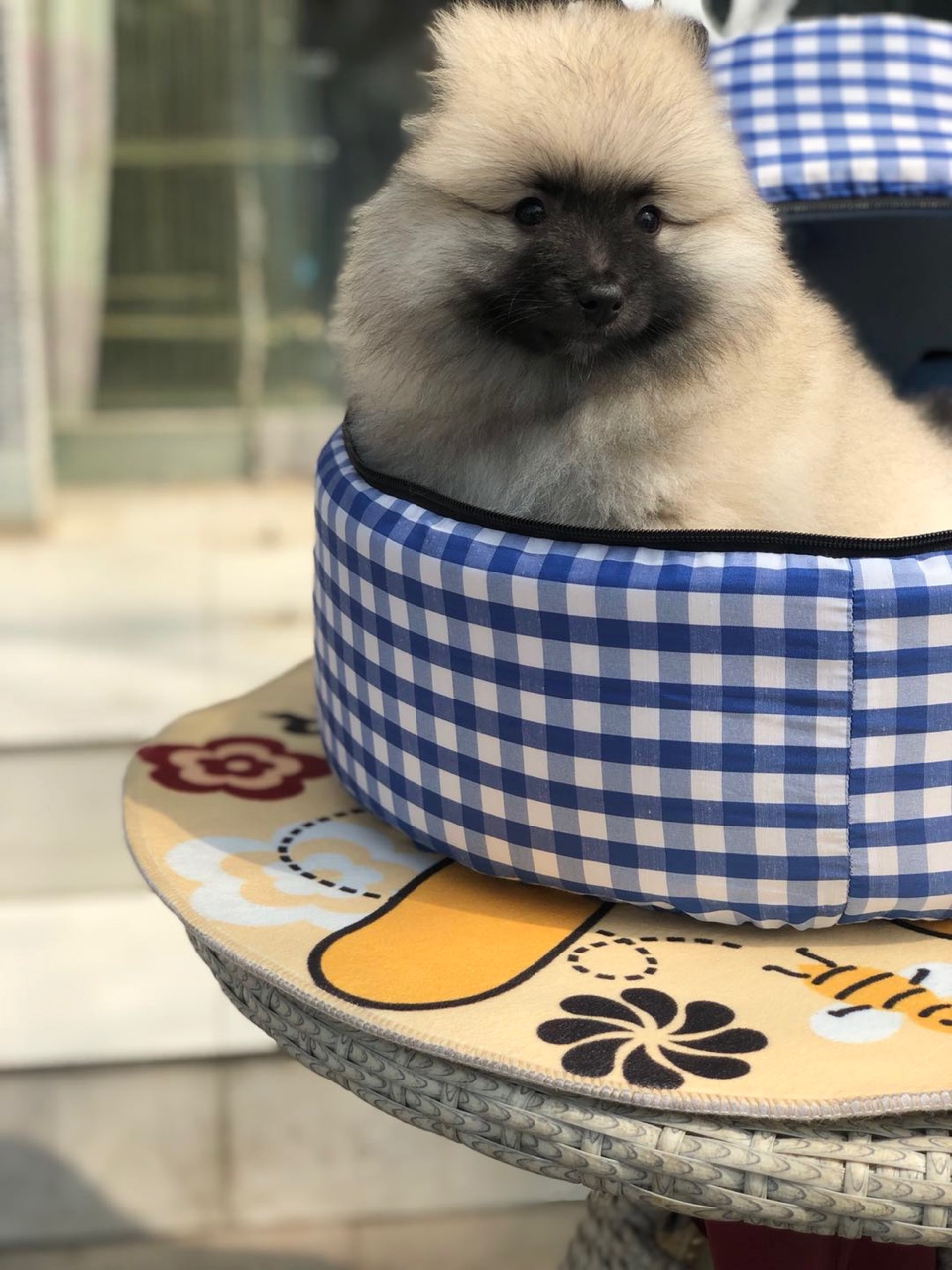 稀有荷兰毛狮犬三母
