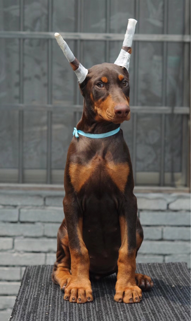 古灵精怪的红色妹妹 - 杜宾犬 - 猛犬俱乐部-中国具有影响力的猛犬