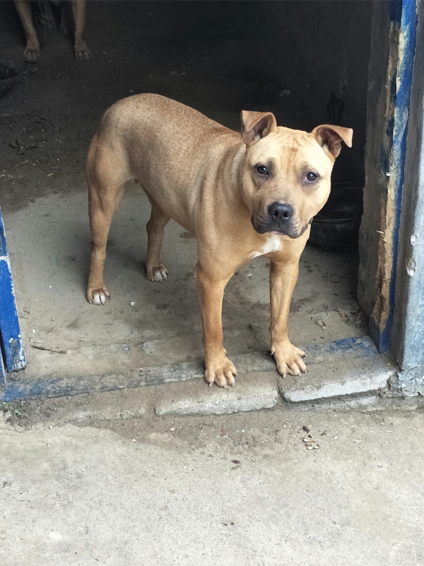 600元急售珍珠公配加不拉母 - 比特犬交易 - 猛犬俱乐部-中国具有影响