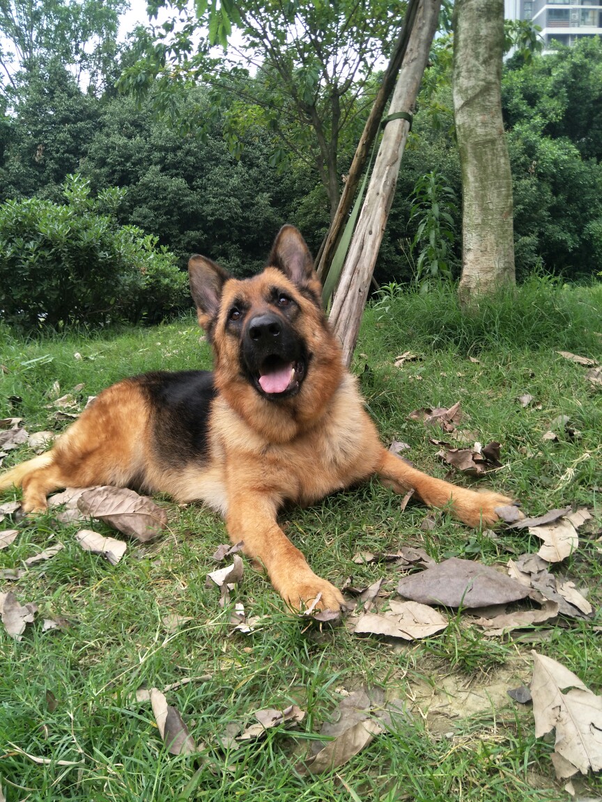 出售已发情两天大骨架德牧母犬