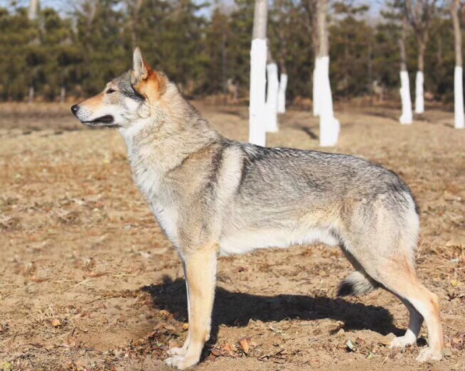 捷克狼犬 - 综合工作犬交易 - 猛犬俱乐部-中国具有影响力的猛犬网站 