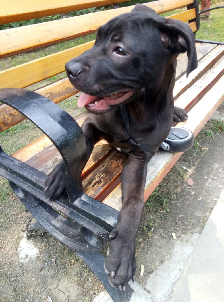 地包天有哪些影响啊 讨论下 - 比特犬 - 猛犬俱乐部-中国具有影响力的