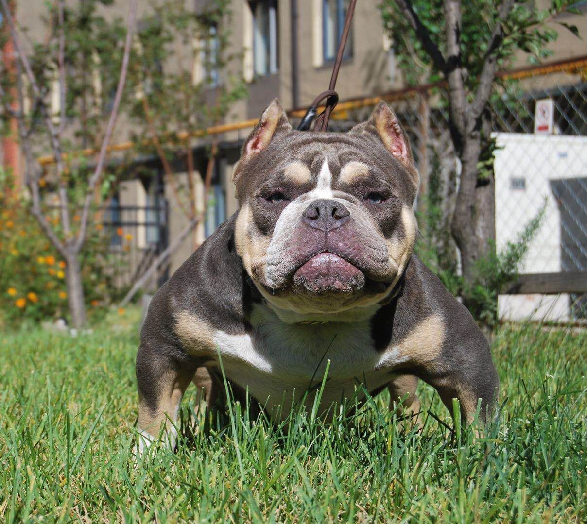 恶霸犬三色成年母出售