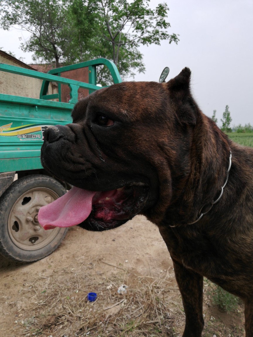 卡斯罗换罗威纳