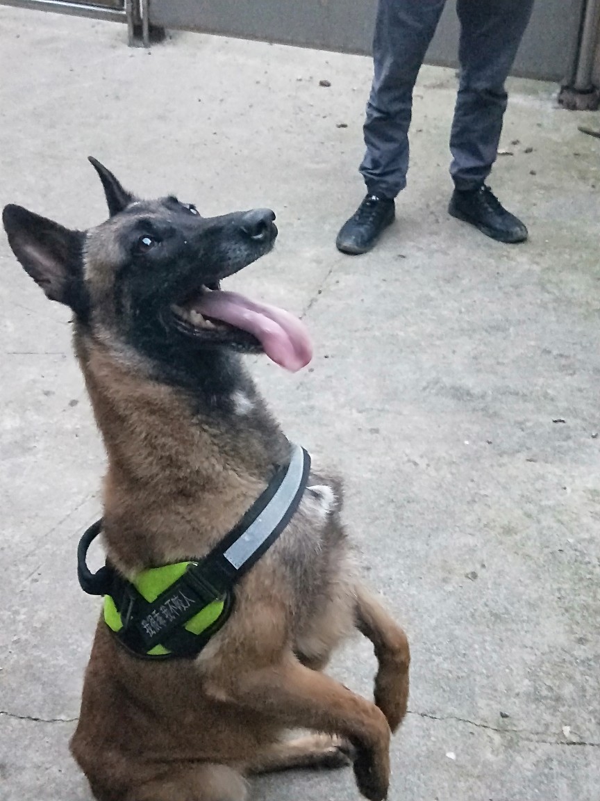 托尼,女儿cku证喜欢的速度 - 马犬交易 - 猛犬俱乐部-中国具有影响力