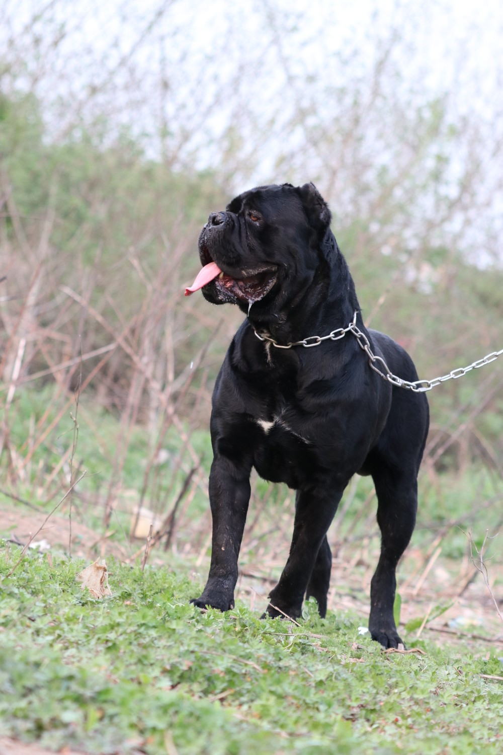 南京大兵犬舍种公