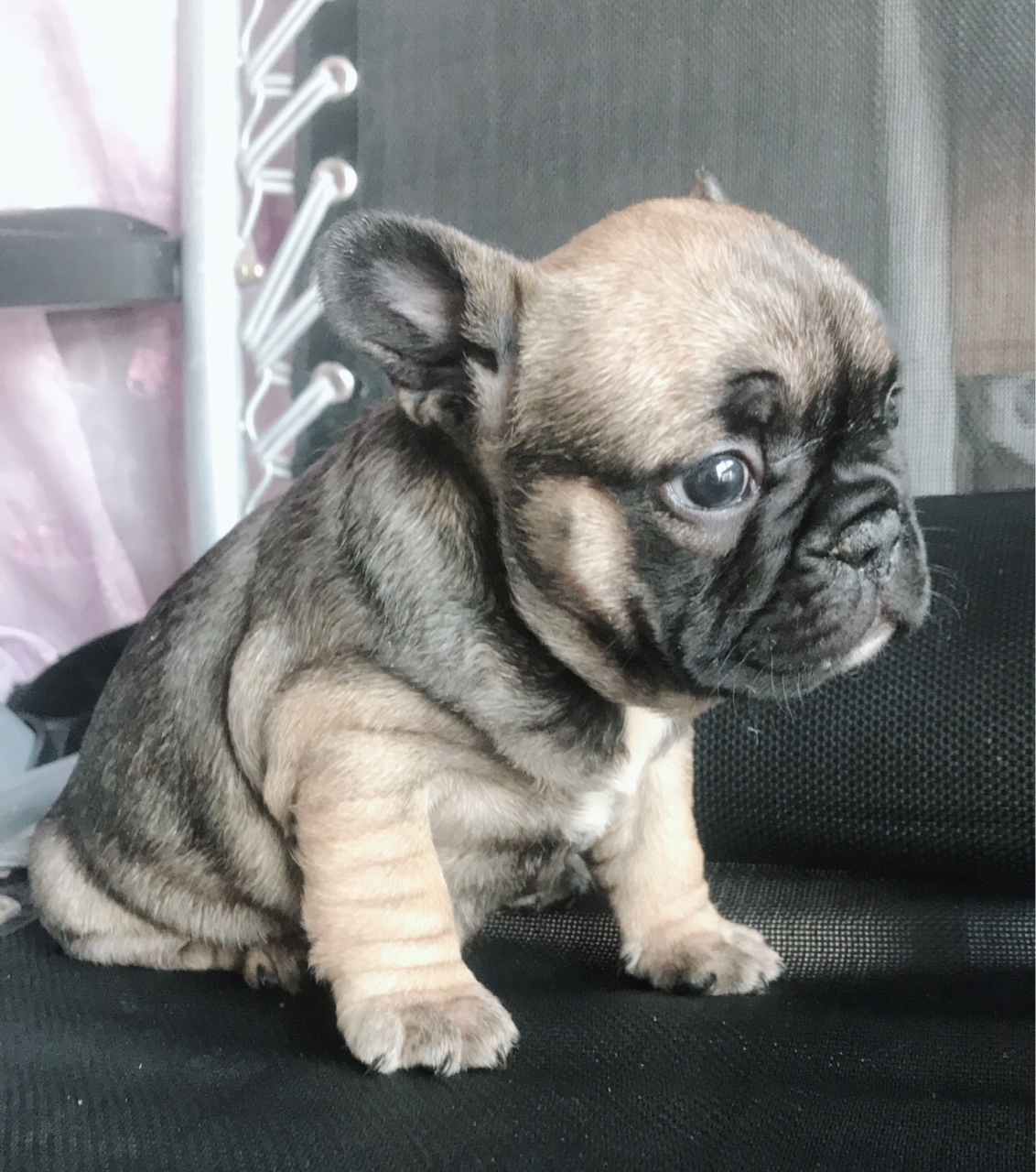 精品蓝包金血小法斗