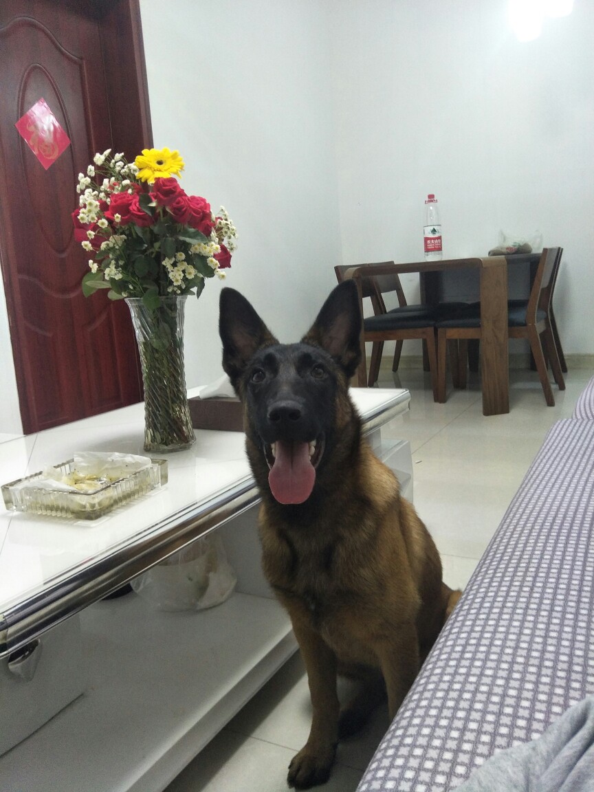 出售五个月的黄马小公