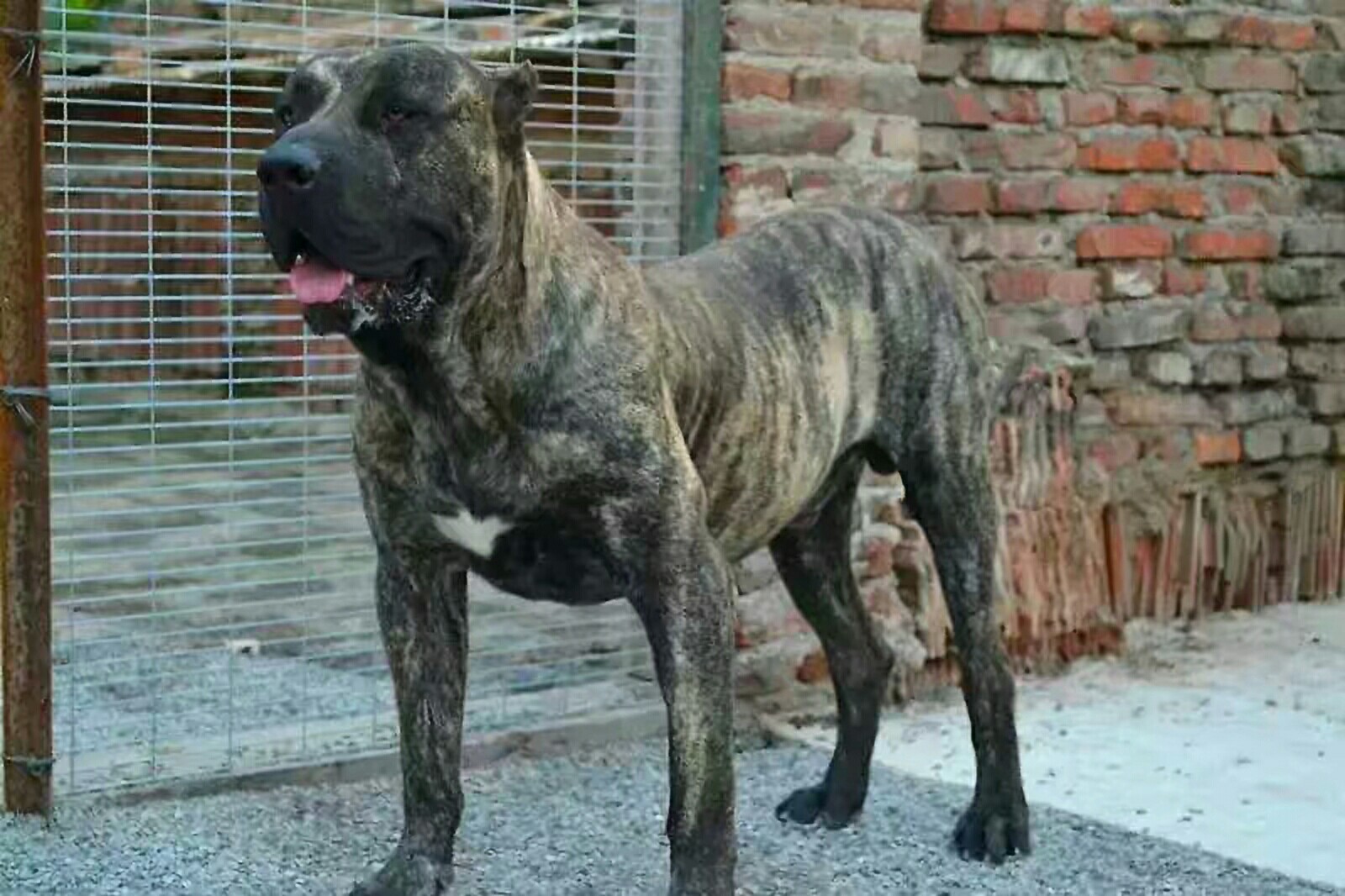 出条世界冠军,西班牙冠军罐车儿子 - 加纳利交易 - 猛犬俱乐部-中国