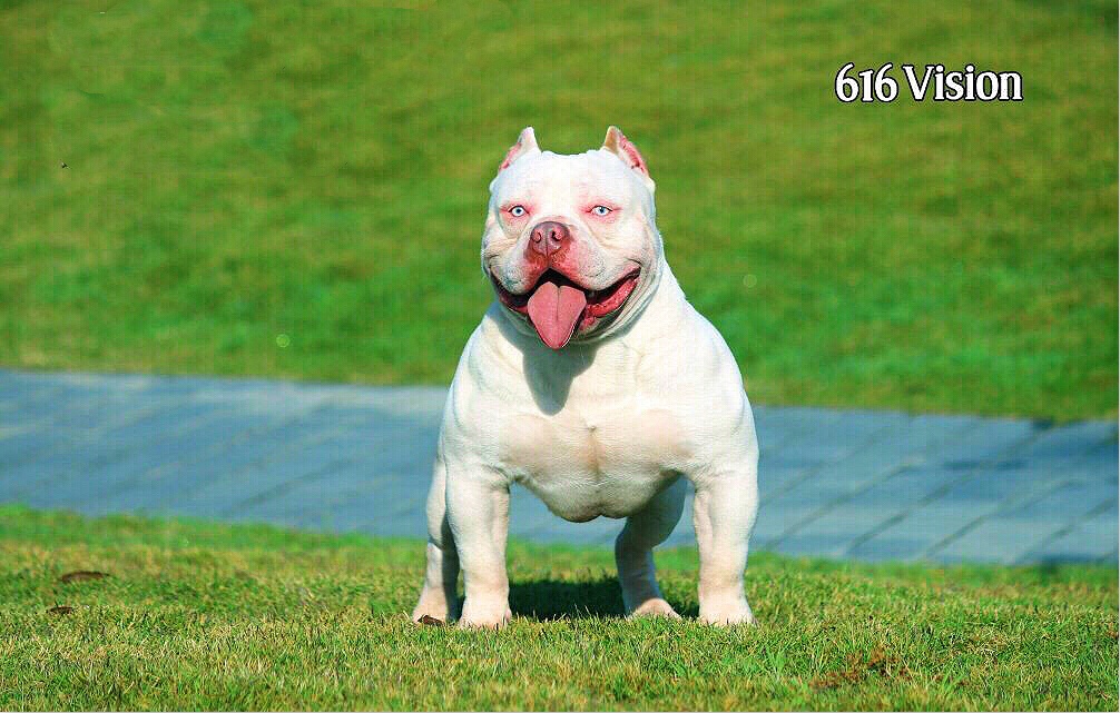 恶霸犬种公巴顿dax血国外引进