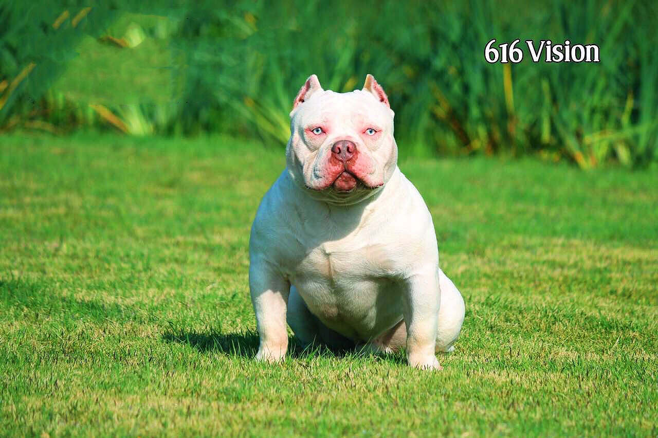 恶霸犬种公巴顿dax血国外引进