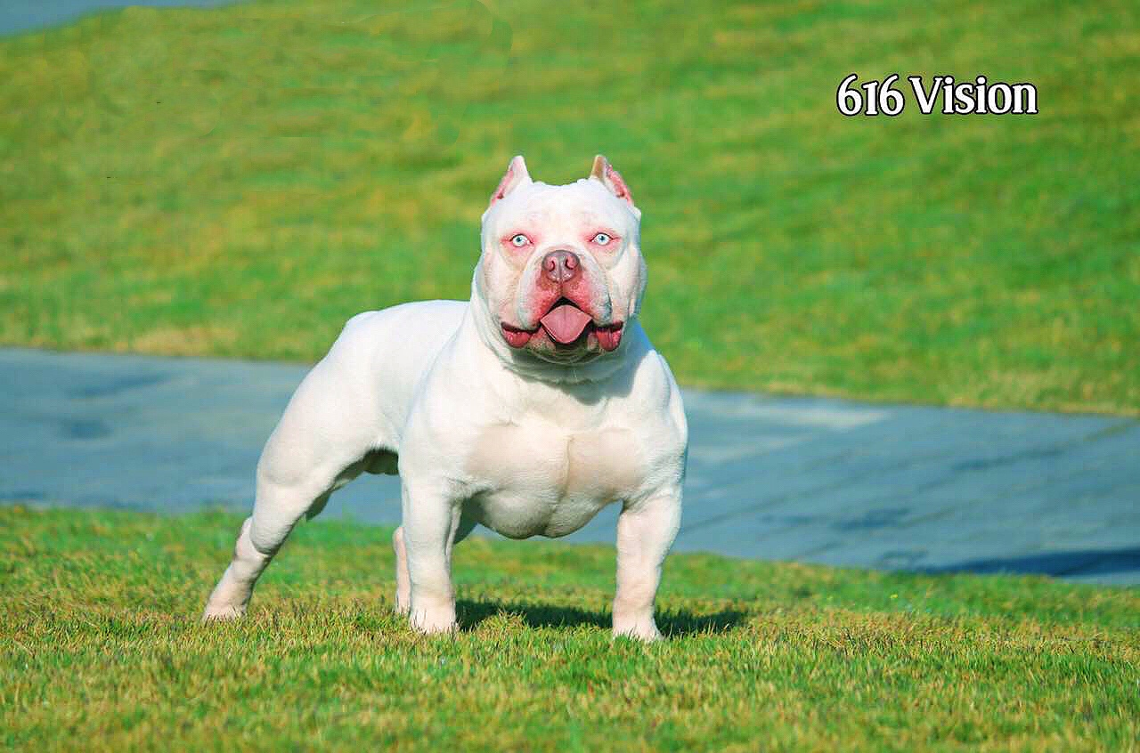 恶霸犬种公巴顿dax血国外引进