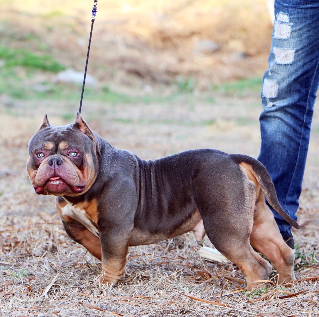 两只成年公对外出售
