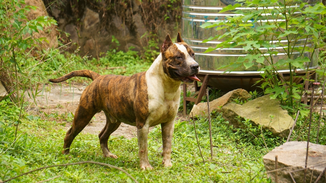 虎皮小公犬品质杠杠滴