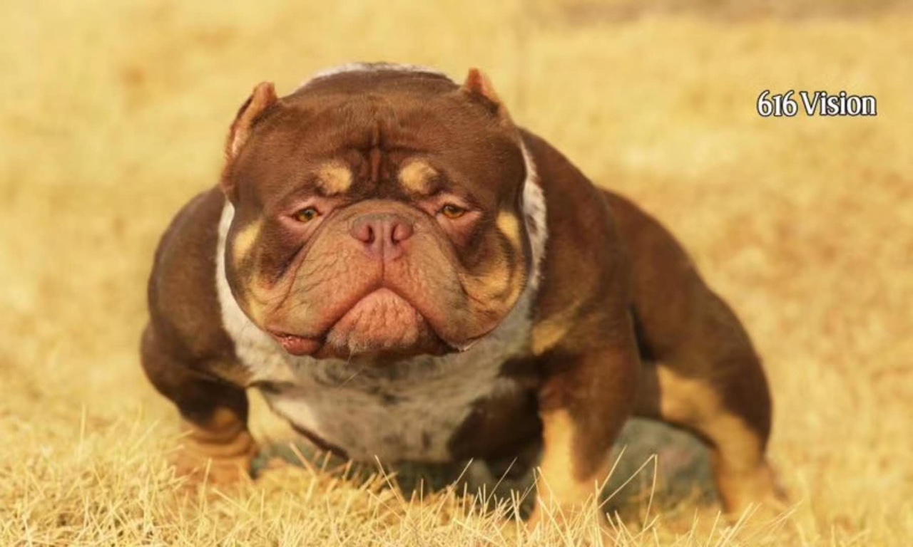 恶霸黑三色种公 品相好