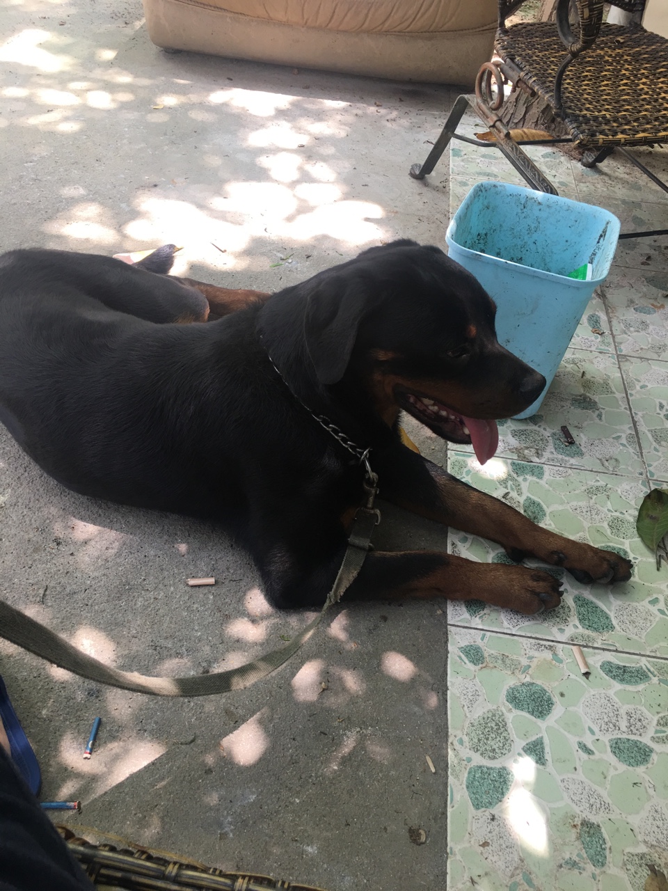 罗威纳换斯塔福!剪完耳的