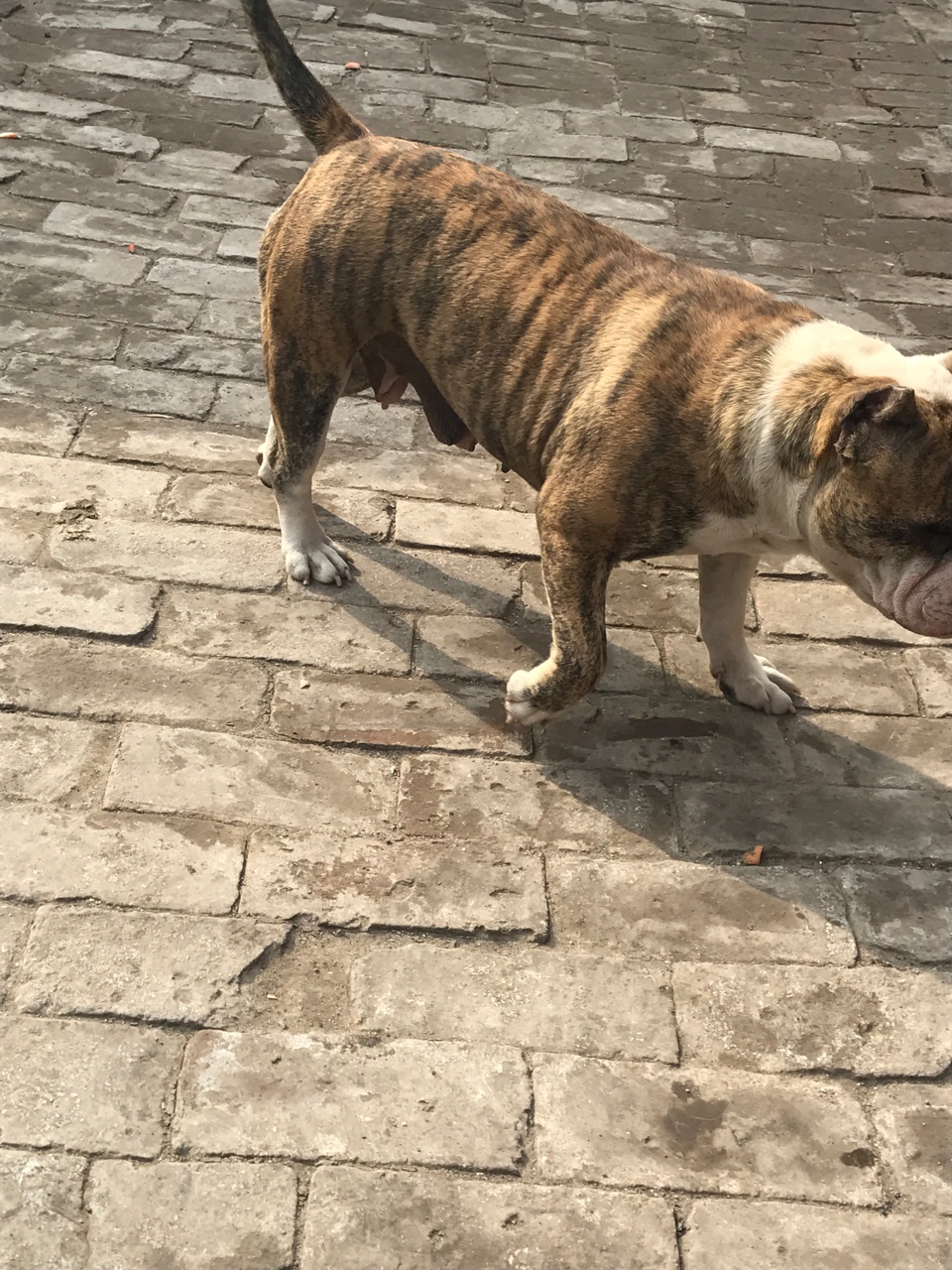 虎皮恶霸会活,懂事会坐会捡东西,顺产一窝