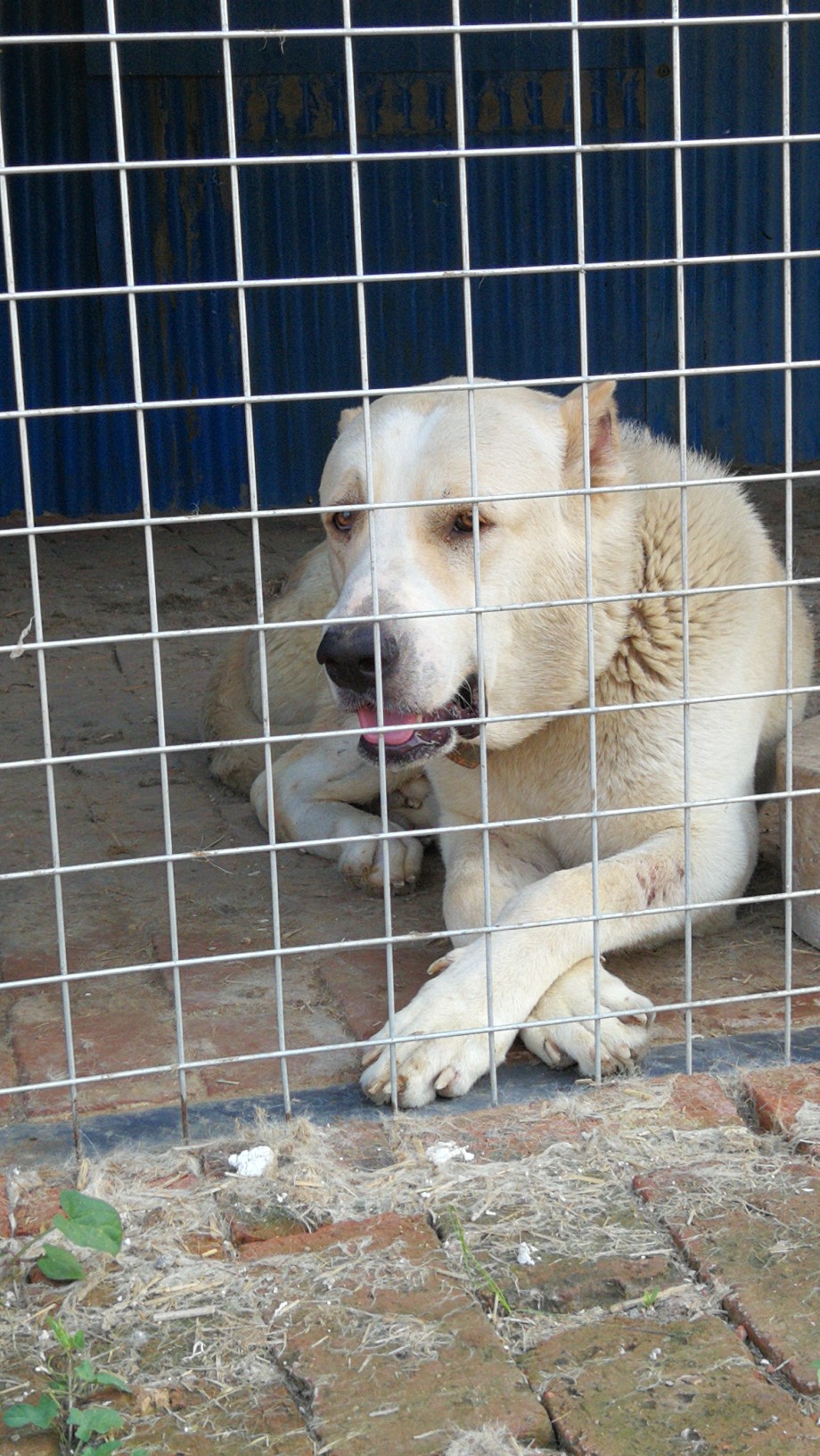 猛犬俱乐部注册x 父母均从济源太行山犬业引进.父亲是全国冠军丘拜师