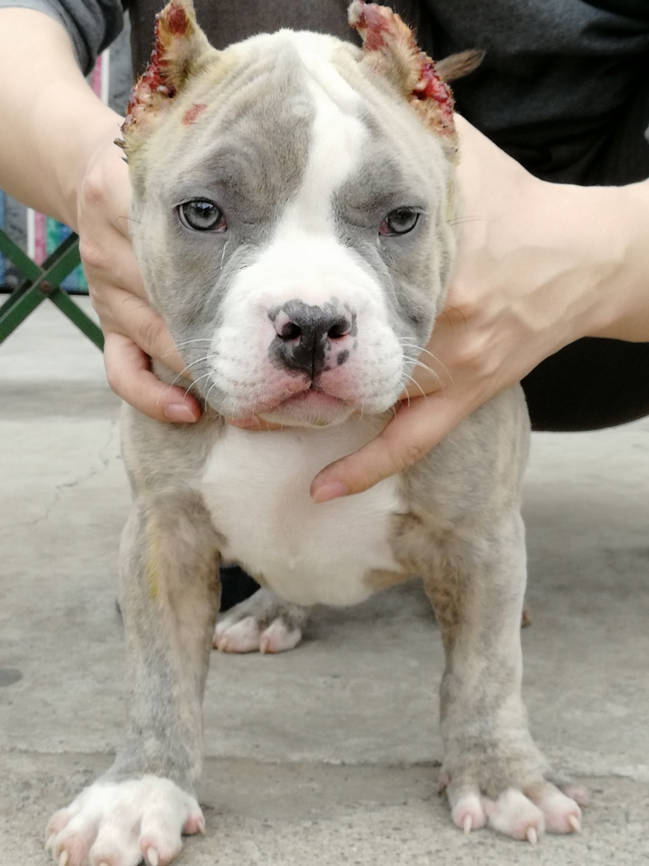 欢迎关注刚刚裁耳