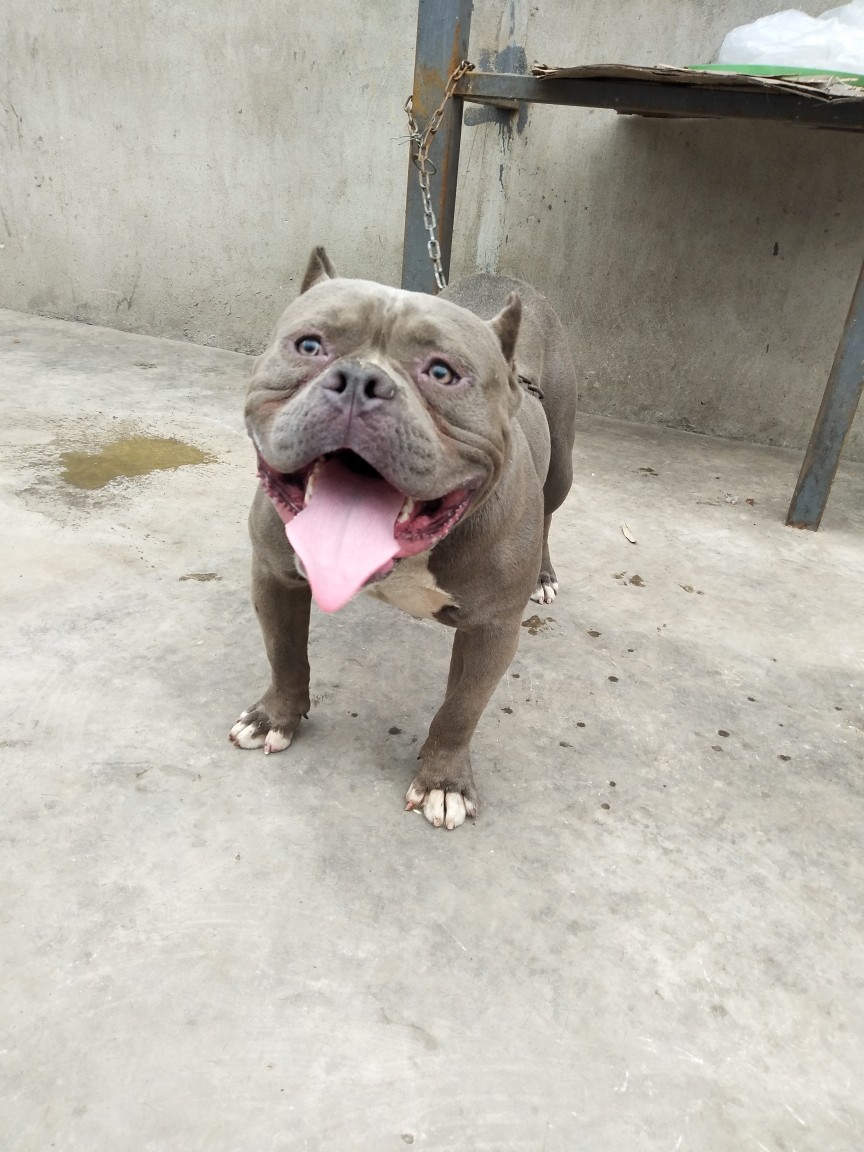 米亚基血蓝公 口袋体恶霸犬出售