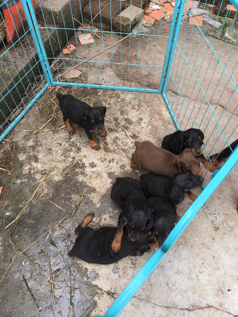 重庆地区一窝家养杜宾出售