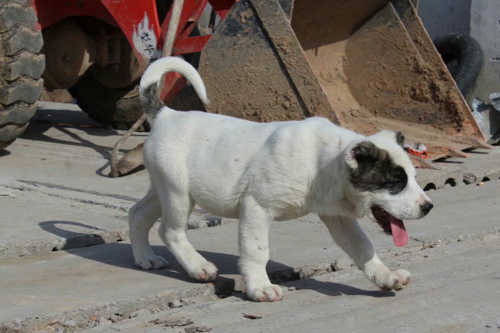 精品中亚幼犬出售